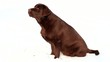 Barking labrador