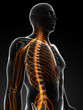 3d rendered illustration of the male nerves