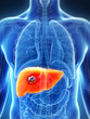 3d rendered illustration of the male liver