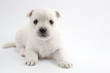 Photo: Adorable puppy Adorable puppy