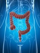 3d rendered illustration of the male colon.