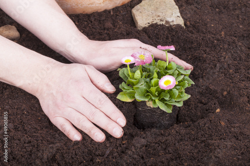 Photo: Studioaufnahme- Gartenarbeit - Blumen einpflanzen Studioaufnahme- Gartenarbeit - Blumen einpflanzen