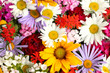 beautiful bouquet of bright  wildflowers, close up