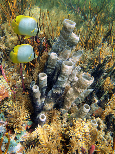 Photo: Seabed with tube sponge and butterfly fish Seabed with tube sponge and butterfly fish