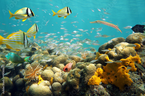 Photo: Shoal of fish in a shallow coral reef Shoal of fish in a shallow coral reef