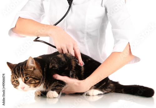 Photo: cat with doctor isolated on white cat with doctor isolated on white