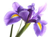 Purple iris flower, isolated on white
