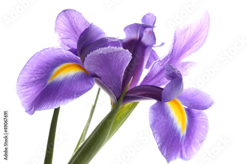 Photo: Purple iris flower, isolated on white Purple iris flower, isolated on white