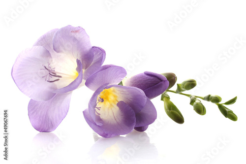 Photo: Purple freesia flower, isolated on white Purple freesia flower, isolated on white