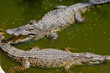 Crocodile