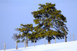 pine trees in snow