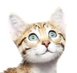 Cute kitten looking up on a white background