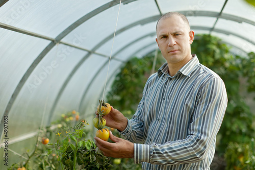 Photo: farmer looks tomatos plant farmer looks tomatos plant