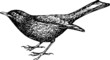 Eurasian Blackbird (Turdus merula)