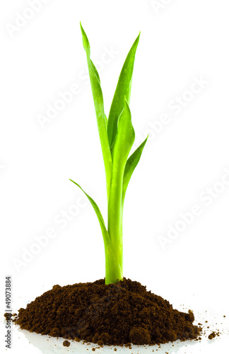 jeune echangiste bitte de 40 cm jeune echangiste bitte de 40 cm