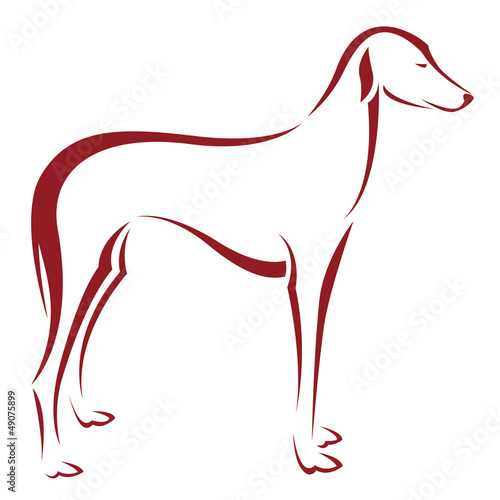 Vector: Vector image of an dog (azawakh) on white background Vector image of an dog (azawakh) on white background