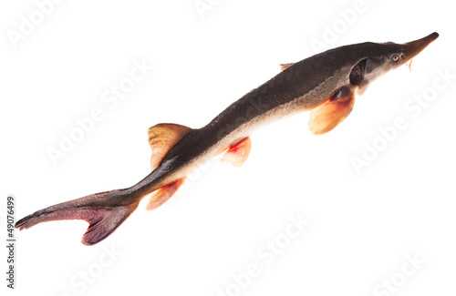 Photo: Sturgeon isolated Sturgeon isolated