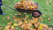 woman hands gloves load barrow cart autumn leaves garden carry