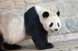 Giant panda  in National Zoo, Washington, DC