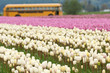 Foto: Tulip fields in Skagit valley, Washington Tulip fields in Skagit valley, Washington