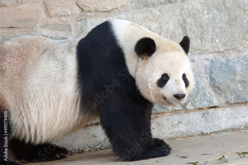 Photo: Giant panda in National Zoo, Washington, DC Giant panda in National Zoo, Washington, DC
