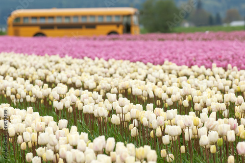Photo: Tulip fields in Skagit valley, Washington Tulip fields in Skagit valley, Washington