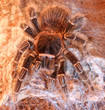 Brazilian Salmon Pink Bird Eating Tarantula