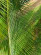 Photo: Palm tree branch Palm tree branch