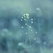 Meadow Flower