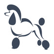 Vector image of an dog (poodle) on white background