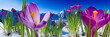 Springtime in mountains - crocus flowers in snow