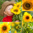Sonnenblumen - Collage
