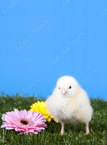 Photo: Küken auf einer Wiese mit Blumen Küken auf einer Wiese mit Blumen