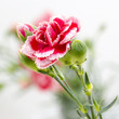 Carnation