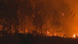Forest fire at night