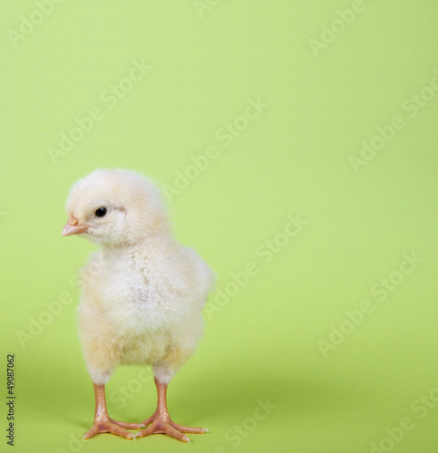 Photo: Stehendes Küken Stehendes Küken