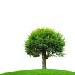 tree isolated
