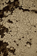 Sepia Crackle Texture
