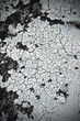 Crackle