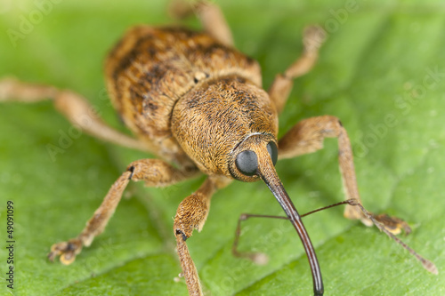 Photo: Hazelnut weevil Curculia nucum sitting on a leaf, extreme macro Hazelnut weevil Curculia nucum sitting on a leaf, extreme macro