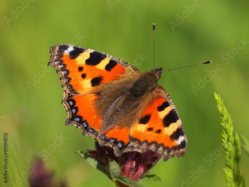 Photo: Small Tortoiseshell with green background Small Tortoiseshell with green background