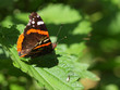 Admiral butterfly resting on nettle