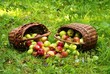 Foto: Frische Bio-Äpfel Frische Bio-Äpfel