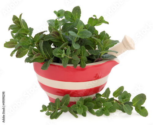 Photo: Peppermint Herb Peppermint Herb