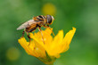 Sirfido - (syrphidae)