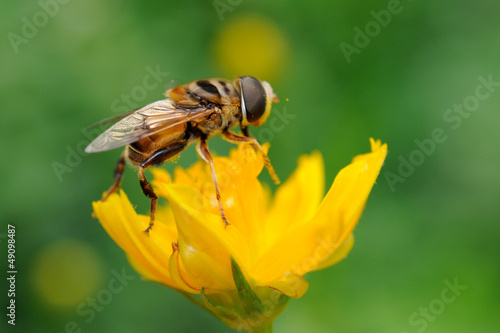 Photo: Sirfido - (syrphidae) Sirfido - (syrphidae)