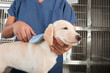 Dog Care