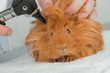 Veterinarian examining guinea pig