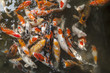 Fishes In The Tank