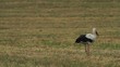 Storch
